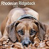 Rhodesian Ridgeback Calendar